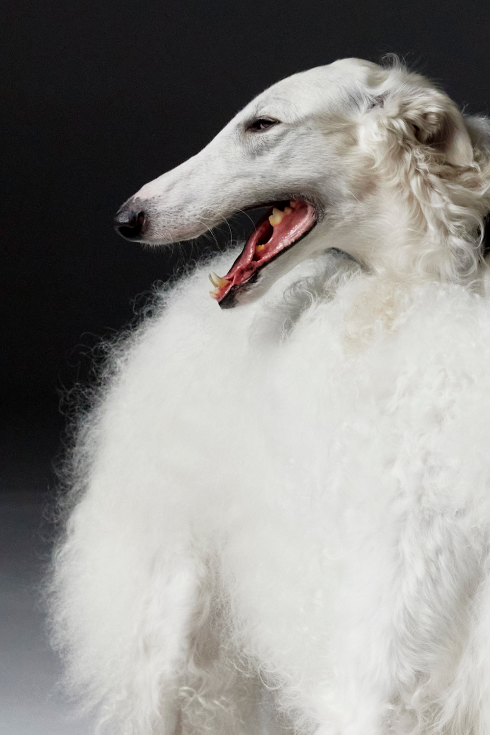 Новый год 2026